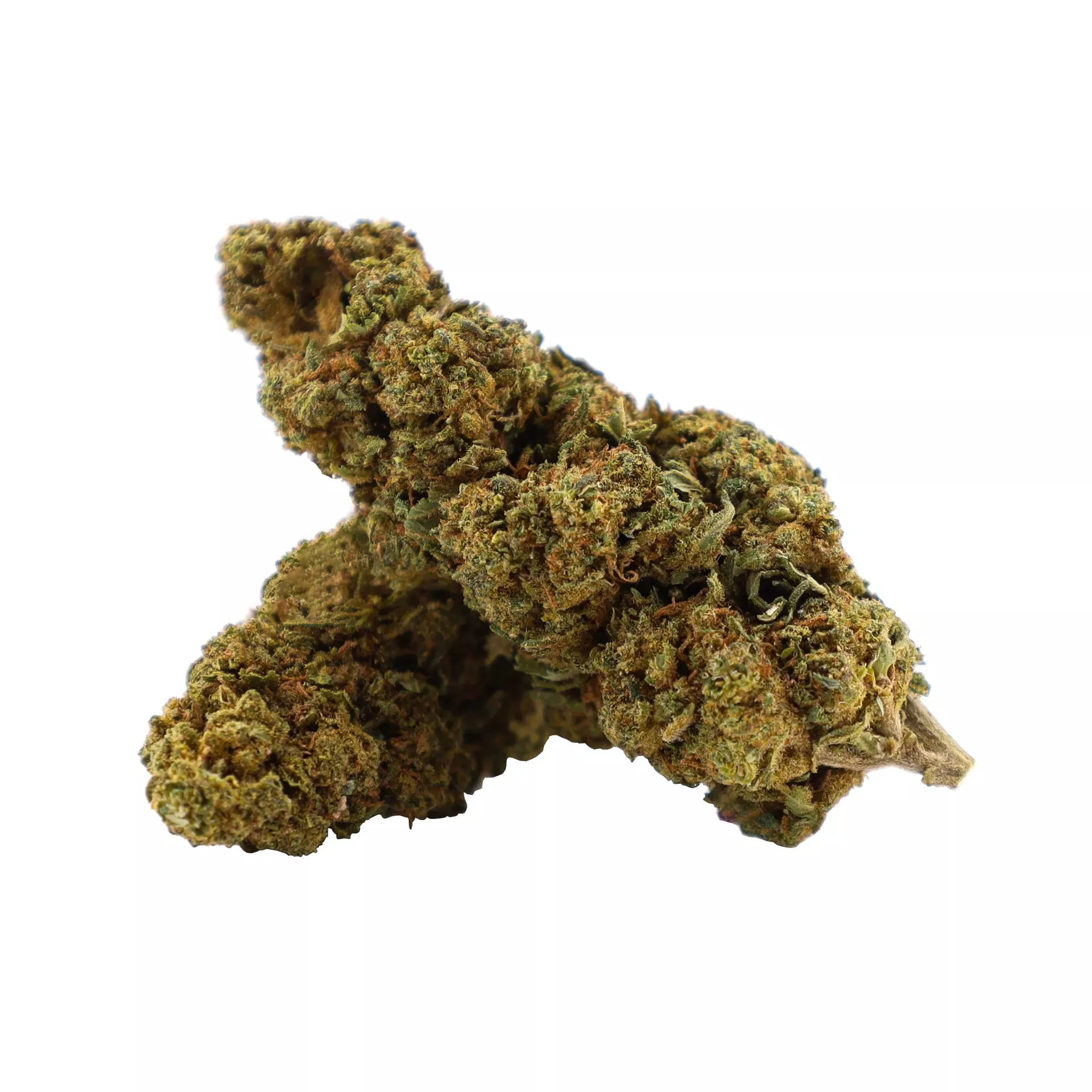 Tête de fleur de CBD Tropical Haze Outdoor avec 14% de CBD