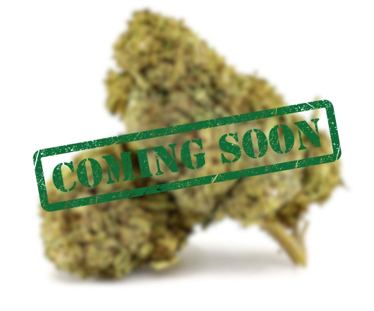 Plutonium 44 Indoor CBG 30%