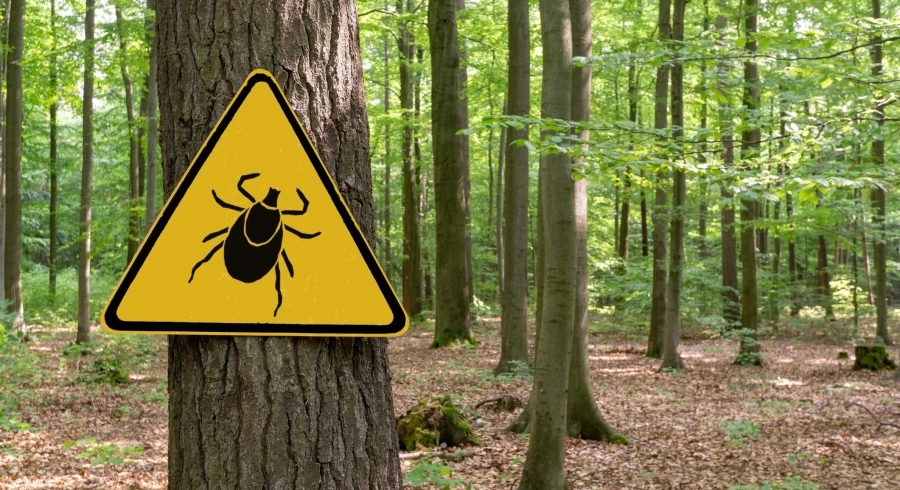 Is CBD effective against Lyme disease?