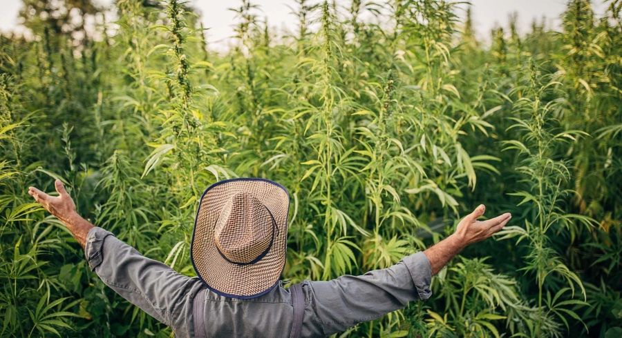 Wo findet man das beste CBD?