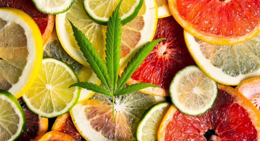 Are you familiar with the terpenes in CBD?