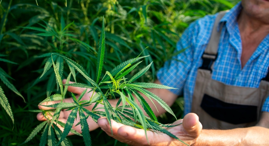 Comment consommer le CBD ?