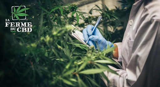 Dangers du CBD : info ou intox ?