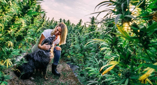 Du CBD pour le bien-être de nos compagnons à quatre pattes ?