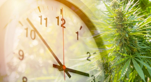 Innerhalb welcher Zeitspanne wirkt CBD sich auf den Organismus aus?