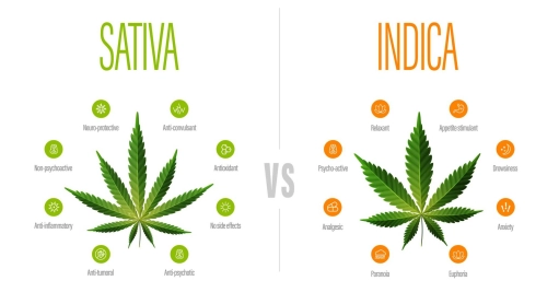 Sativa vs Indica, connaissez-vous les différences ?