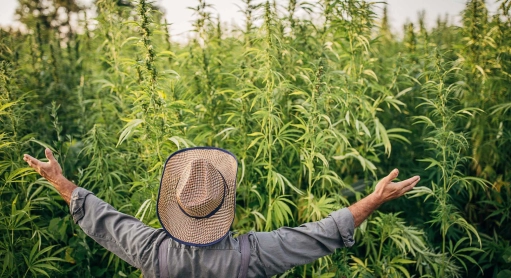 Wo findet man das beste CBD?