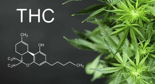 Erhöhung des zulässigen THC-Gehalts in Hanf in der EU