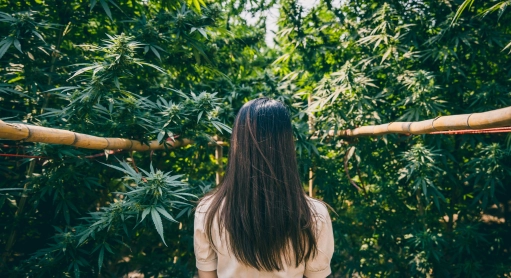 CBD und Tinnitus