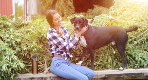 CBD et animaux : peut-on donner du CBD à son animal de compagnie ?