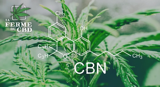 Qu’est-ce que le CBN et quels sont ses effets ?