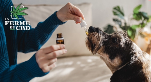 Quels sont les effets secondaires potentiels du CBD chez le chien ?