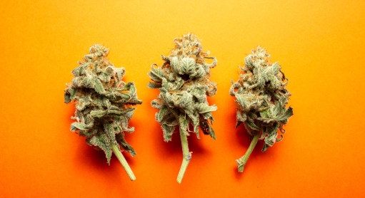 Le CBD impacte-t-il la fertilité ?