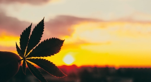 CBD und Fibromyalgie