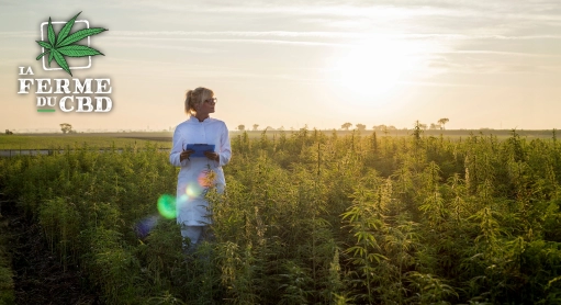 THCP, H4CBD, HSD, tout savoir sur ces nouvelles molécules