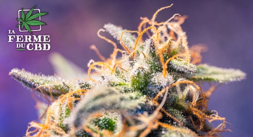 Terpènes et CBD : Comprendre leurs Rôles et Effets