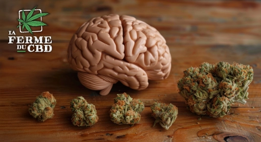 Le CBD est-il un psychotrope ? Démêlons le vrai du faux