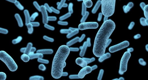 Les cannabinoïdes, molécules antibactériennes d’avenir !