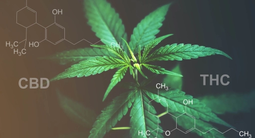 Die Unterschiede zwischen Hanf und CBD