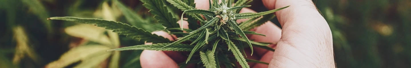 Pens CBD - La Ferme du CBD - Cannabis légal - Fleurs, huiles, résines