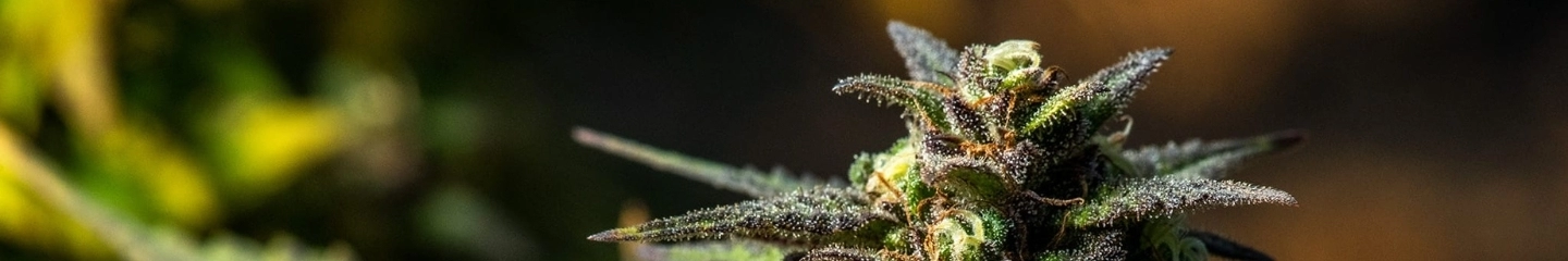 Fleurs CBD indoor cultivées en intérieur - La ferme du CBD