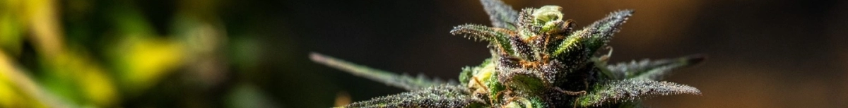 Fleurs CBD indoor 100% cultivées en intérieur