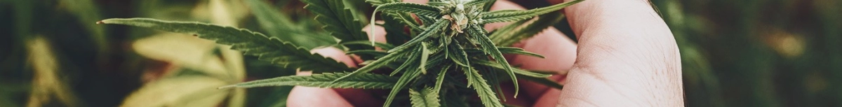 CBD Massage Oil - The CBD Farm: Natural Relaxation & Well-being