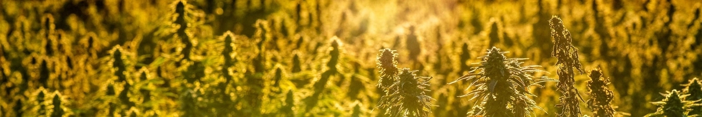 Our CBD Flowers - Hemp and Legal Cannabis - The CBD Farm