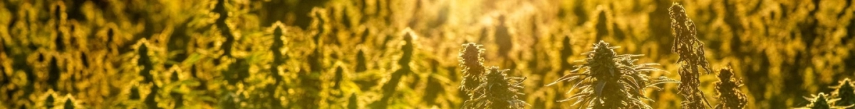 Unsere CBD-Blüten - Hanf und legales Cannabis - Die CBD-Farm