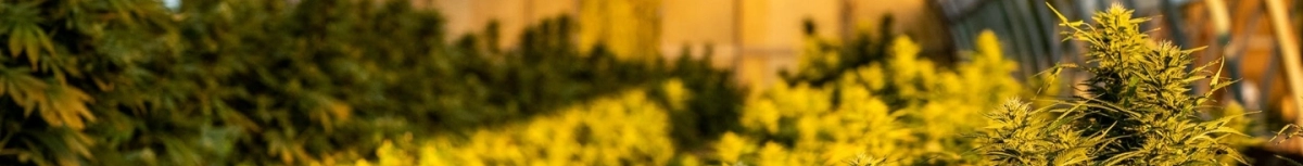 Fleurs CBD Greenhouse de qualité premium