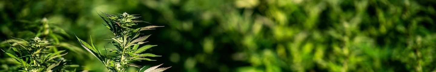 Fleurs de CBD Outdoor cultivées en extérieur - La Ferme du CBD