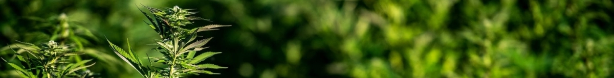 Fleurs CBD outdoor premium 100% cultivées en extérieur