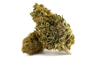 Solar Tangie Glasshouse 17%