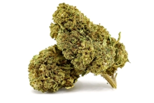 Kopie von Purple Serenity Green House 18%