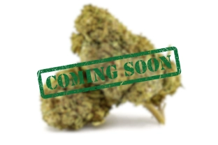 Plutonium 44 Indoor CBG 30%