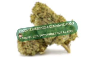 Plutonium 44 Indoor CBN 30%