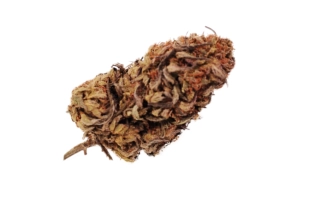 Northern Light CBG Outdoor 10%