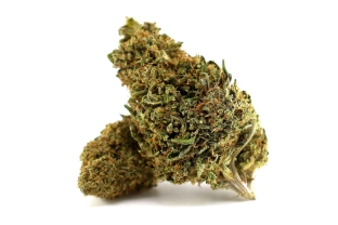 Solar Tangie Glasshouse 17%