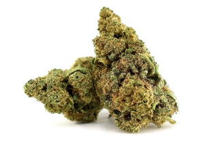 Gelato Bubble Greenhouse 14,7%