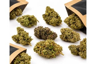 Discovery Pack – Indoor Flowers