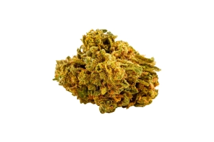 Great White Shark Green House 12%