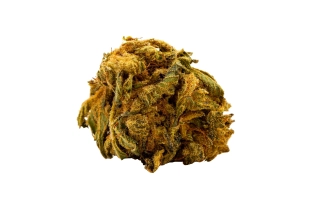 Chocolope Kush Greenhouse 14%