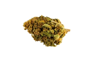 Cookie Kush Outdoor 12%