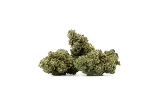 Pistachio Indoor 17%