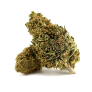 Solar Tangie Glasshouse 17%