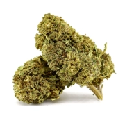Kopie von Purple Serenity Green House 18%