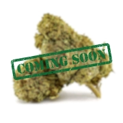 Plutonium 44 Indoor CBN 30%