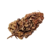 Northern Light CBG Outdoor 10%
