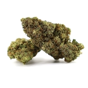 Fragola Dolce Greenhouse 19%