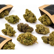 Discovery Pack – Indoor Flowers